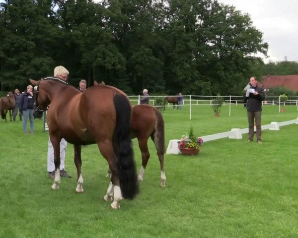 dressage horse Stute von Cosmopolitan D (Westphalian, 2014, from Cosmopolitan NRW)