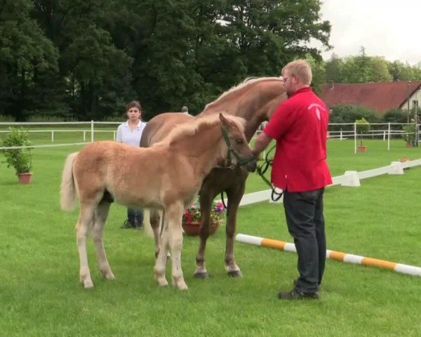 Pferd Merlin Magic Wizzard of Fortuna (Westfale, 2014, von Maestro)