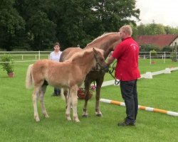 horse Merlin Magic Wizzard of Fortuna (Westphalian, 2014, from Maestro)