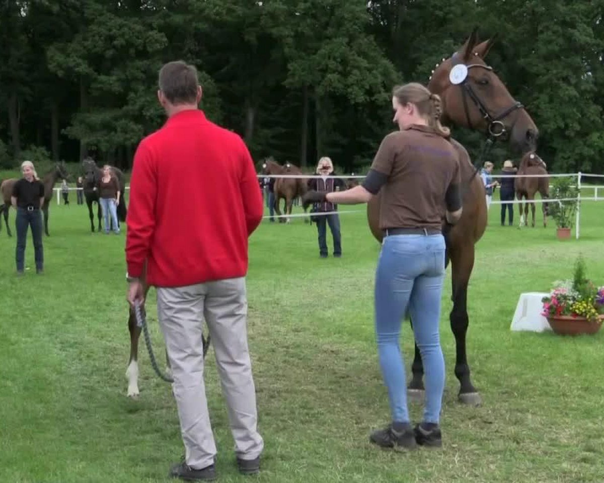 jumper Stute von Chap Chap (Westphalian, 2014, from Cap Chap)