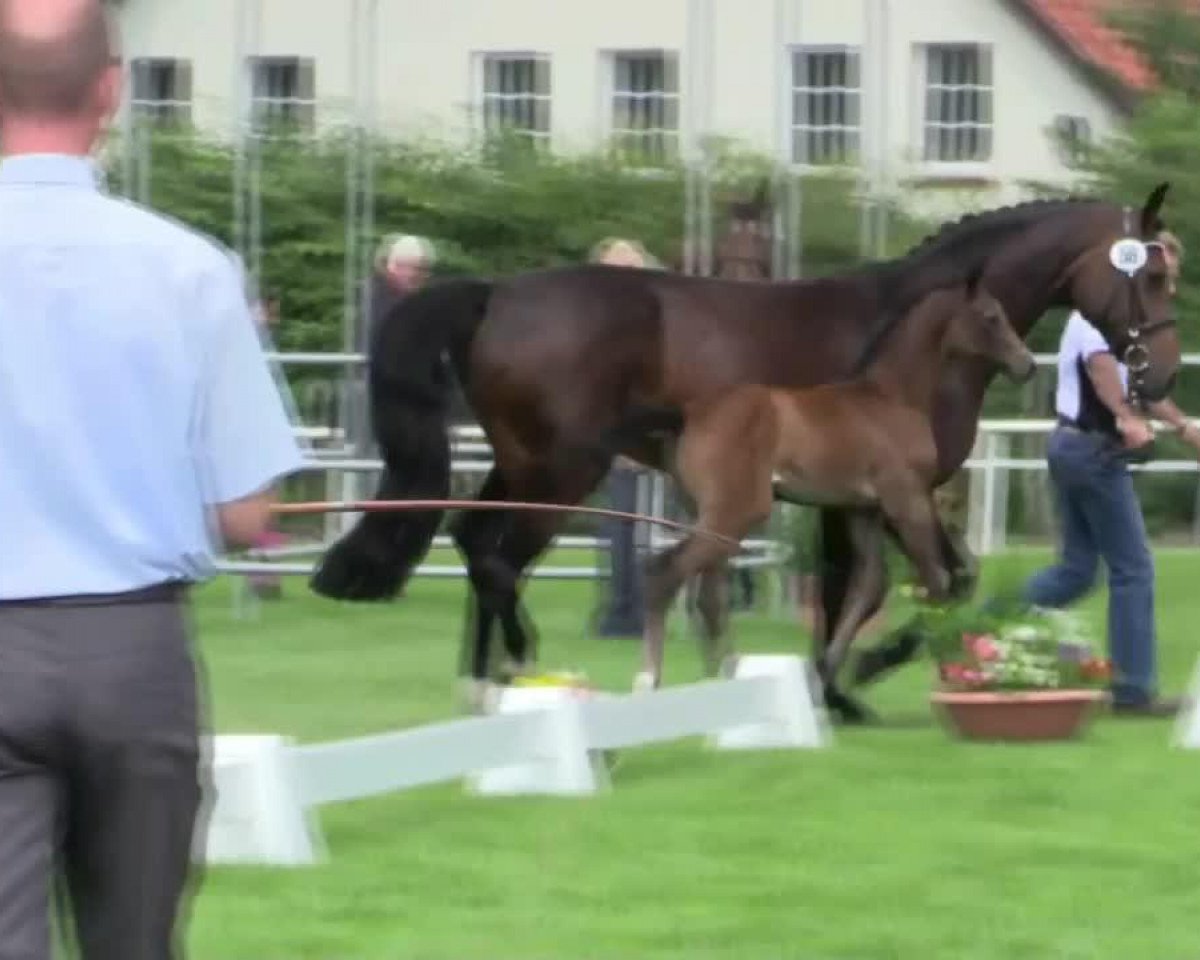 jumper Click And Fly (Westphalian, 2014, from Casino Berlin OLD)