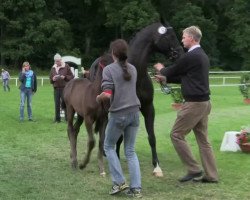 Springpferd Helena Jay (Westfale, 2014, von Captain Jack 44)