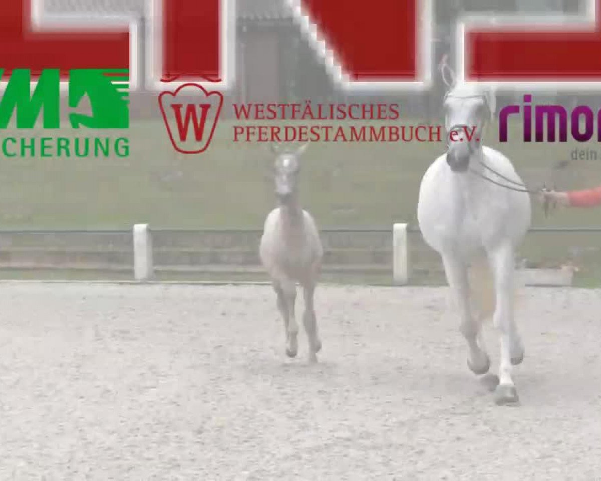 jumper Cupidos-Prince L (Westphalian, 2014, from Captain Jack 44)