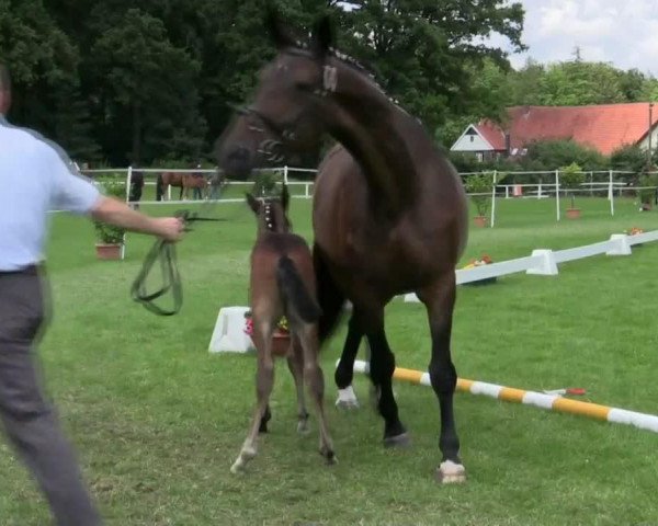 dressage horse Scandy Crash (Westphalian, 2014, from Sunday)