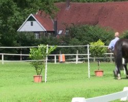 dressage horse Hengst von Fiano (Westphalian, 2014, from Fiano)