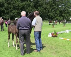 broodmare Stute von Feedback / Rockwell (Westphalian, 2014, from Feedback 16)