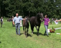 dressage horse Hengst von Rock Forever (Westphalian, 2014, from Rock Forever NRW)