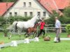 dressage horse Stella Bianca (Westphalian, 2014, from Sunday)