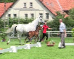 dressage horse Stella Bianca (Westphalian, 2014, from Sunday)