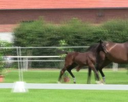 dressage horse Stute von Rock Forever (Westphalian, 2014, from Rock Forever NRW)