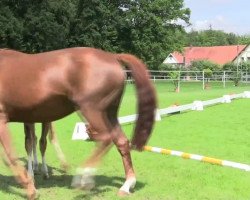 dressage horse Sommerblüte (Westphalian, 2014, from Sir Heinrich OLD)