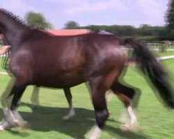 dressage horse Hengst von Sir Heinrich (Westphalian, 2014, from Sir Heinrich OLD)