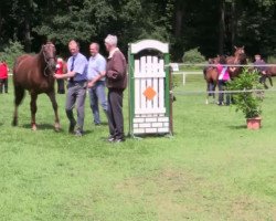 broodmare Schickeria B (Westphalian, 2014, from Sir Heinrich OLD)