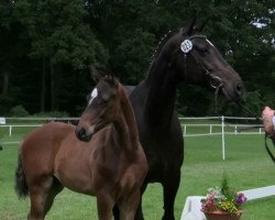 dressage horse Special Effect (Westphalian, 2014, from Sir Heinrich OLD)