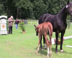 dressage horse Sir Helmut R (Westphalian, 2014, from Sir Heinrich OLD)