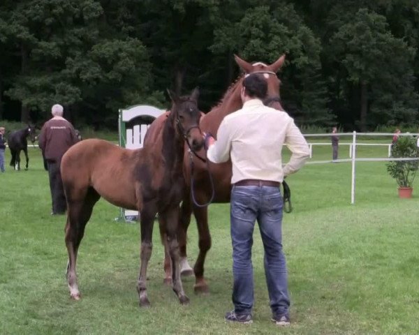 dressage horse Stute von All at Once (Westphalian, 2014, from All At Once)