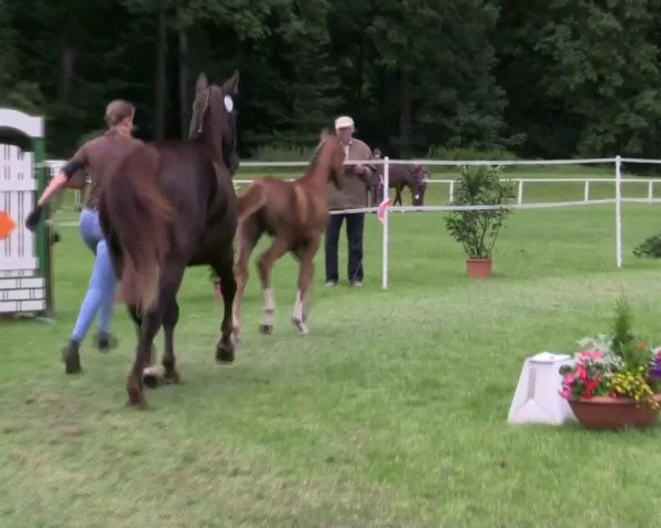 Dressurpferd Hengst von Savoy (Westfale, 2014, von Savoy)