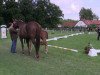 dressage horse Scarlett JK (Westphalian, 2014, from Sir Heinrich OLD)