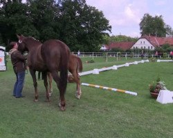 dressage horse Scarlett JK (Westphalian, 2014, from Sir Heinrich OLD)