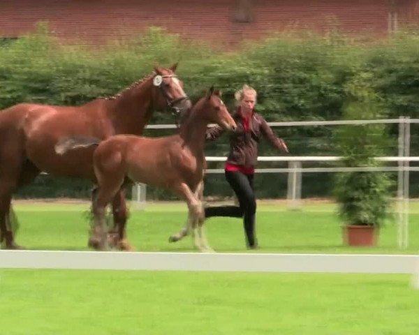 jumper Hengst von Pilothago (Westphalian, 2014, from Pilothago)