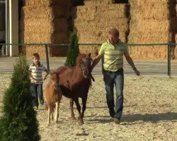 stallion Prinz von Kuhl (Dt.Part-bred Shetland pony, 2014, from Picolino H)