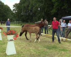 dressage horse Sute von Classic Dancer (German Riding Pony, 2014, from Classic Dancer I)