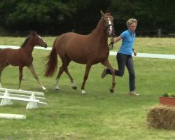 dressage horse Hengst von Nuno (German Riding Pony, 2014, from Nuno 6)