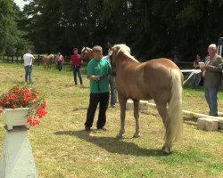 broodmare Sunshine C (2,15% ox) (Edelbluthaflinger, 2010, from Sonnenkönig C (4,30% ox))