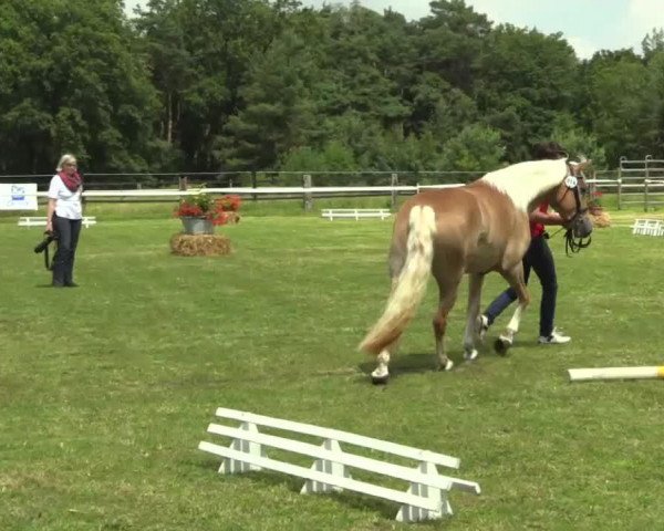 horse Stacey (Haflinger, 2011, from Steinach)