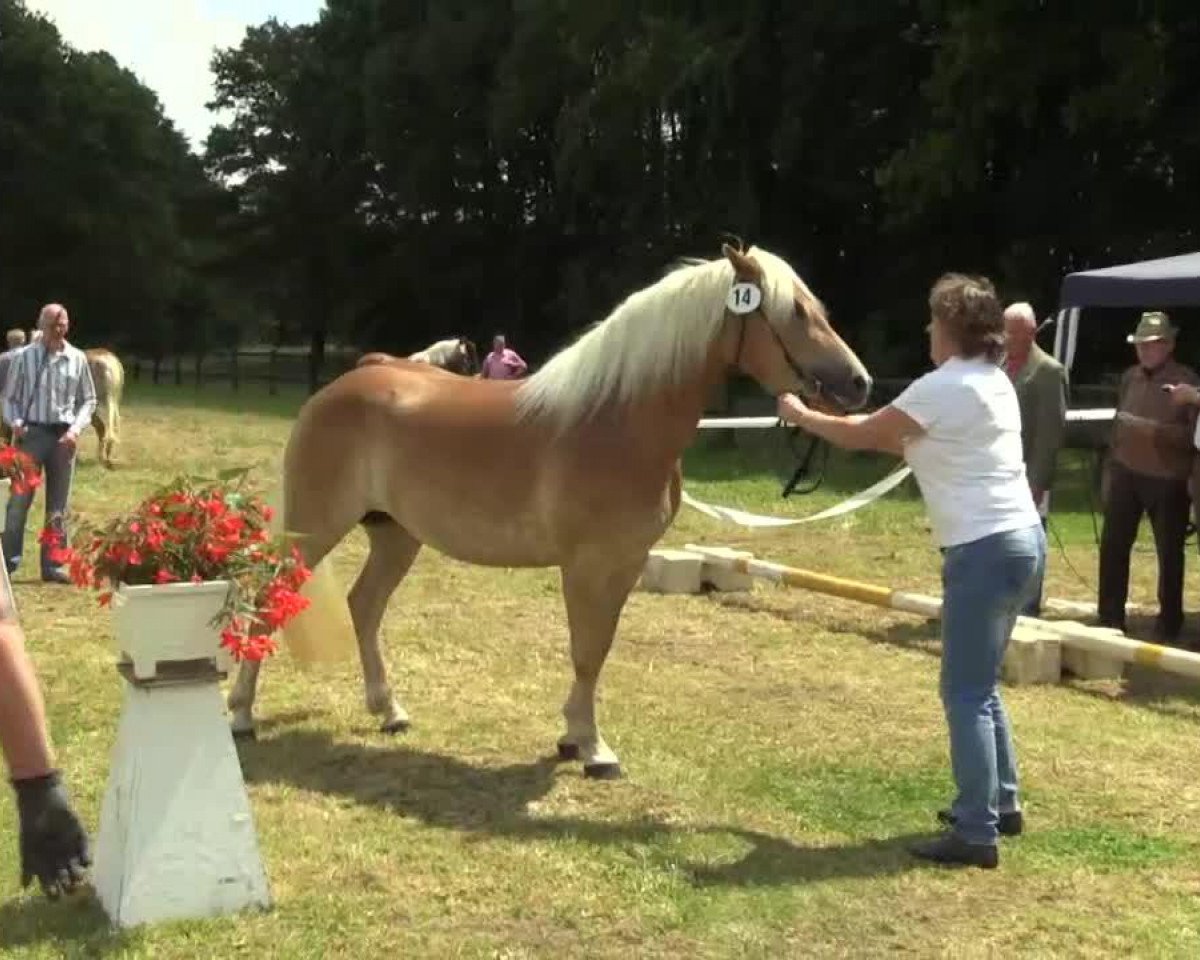 broodmare Montanara (Haflinger, 2011, from liz. 169/T Aurach)