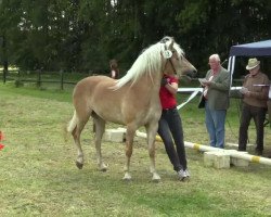 broodmare Stute von Nevitano (Haflinger, 2011, from Nevitano)