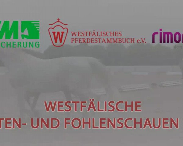 dressage horse Sonnentänzer C (2,15% ox) (Edelbluthaflinger, 2014, from Sonnenkönig C (4,30% ox))