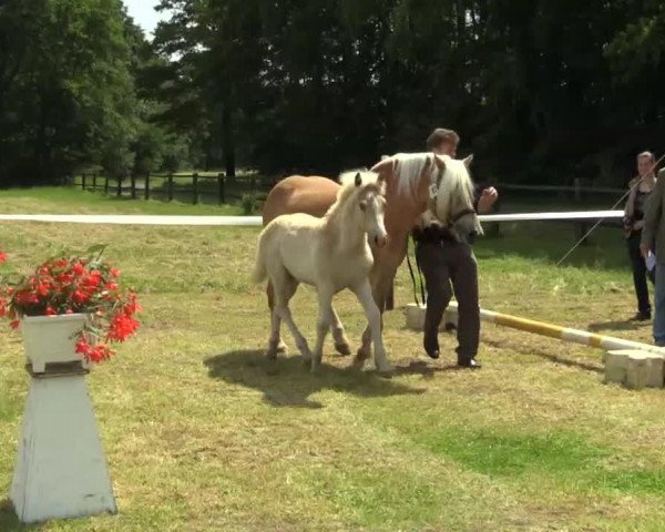 dressage horse Sparkling Safir (1,07% ox) (Haflinger, 2014, from Sherlock Holmes C. (2,15% ox))