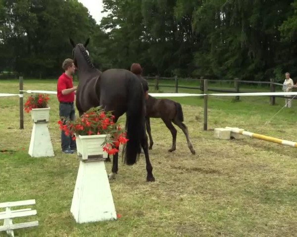 Dressurpferd Hengst von Cennin (Westfale, 2014, von Cennin)