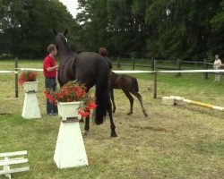 dressage horse Hengst von Cennin (Westphalian, 2014, from Cennin)