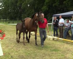 jumper Hengst von Diacasall (Westphalian, 2014, from Diacasall)