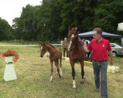 Pferd Stute von Philipo (Westfale, 2014, von Philipo)