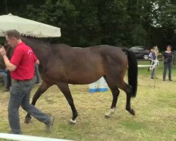 dressage horse Hengst von Cennin (Westphalian, 2014, from Cennin)