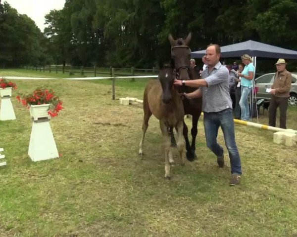 Dressurpferd Stute von Stoiber (Westfale, 2014, von Stoiber SN)