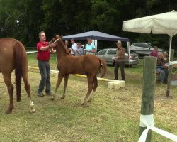 dressage horse Hengst von All at once (Westphalian, 2014, from All At Once)