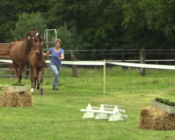 dressage horse Stute von Archeron (Westphalian, 2014, from Acheron 4)