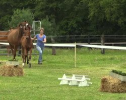 dressage horse Stute von Archeron (Westphalian, 2014, from Acheron 4)