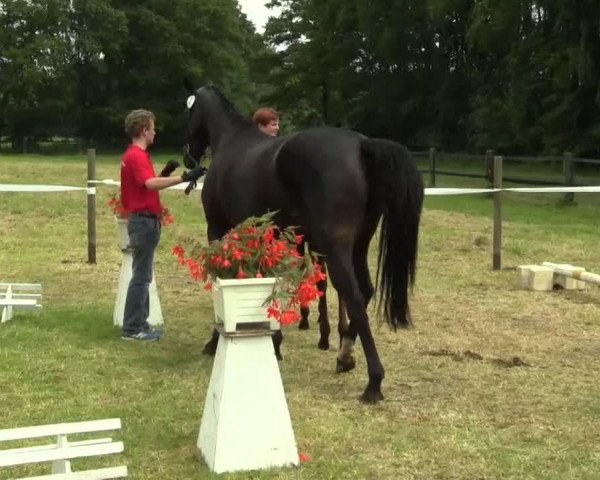 dressage horse Stute von Fürstenball (Westphalian, 2014, from Fürstenball)