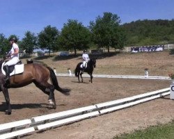 dressage horse Richella V (Westphalian, 2009, from Riccio)