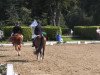 dressage horse Dolle Jung (Westphalian, 2010, from Don Havidoff)