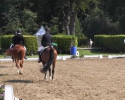 dressage horse Dolle Jung (Westphalian, 2010, from Don Havidoff)