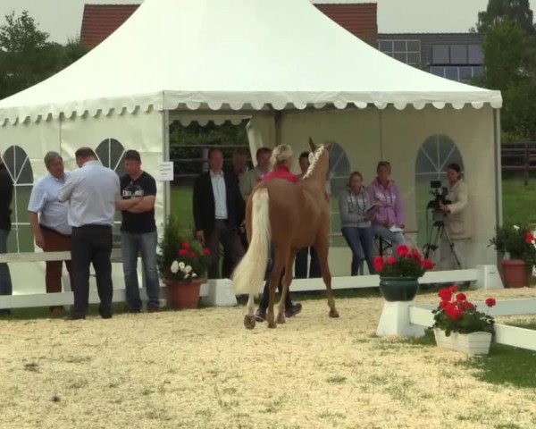 broodmare Stute von Can Dance (Westphalian, 2011, from Can Dance 3)