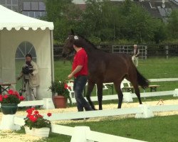 dressage horse Flame of Love 3 (Westphalian, 2011, from Fidertanz)