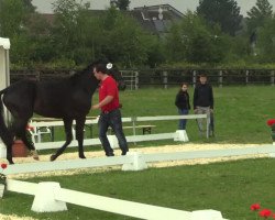 dressage horse Stute von Silbermond (Westphalian, 2011, from Silbermond)