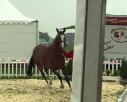 Dressurpferd Suleika (Westfale, 2010, von Starnberg)